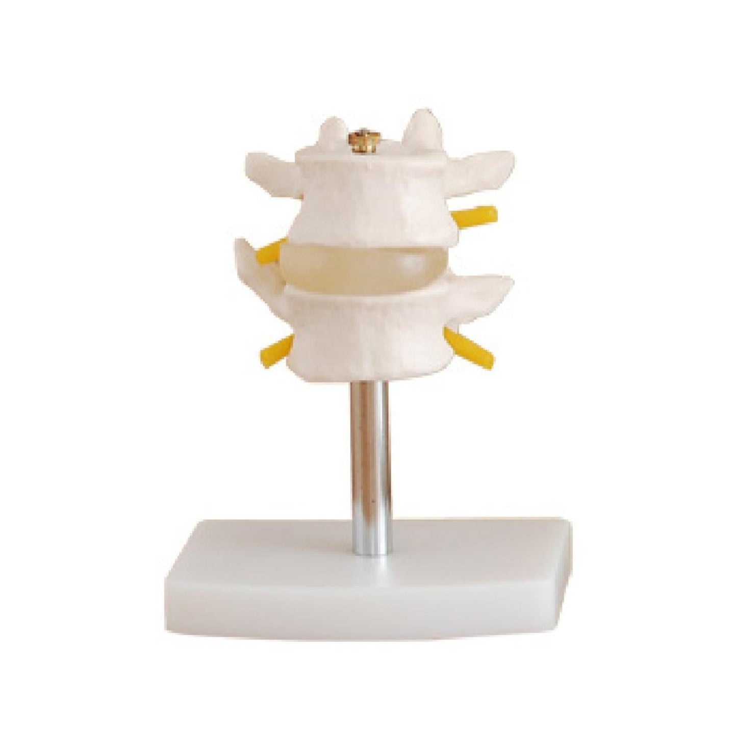 Conjunto lumbar (2 piezas)