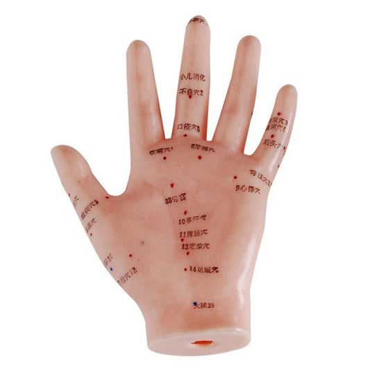 13CM Hand Acupuncture Points Model