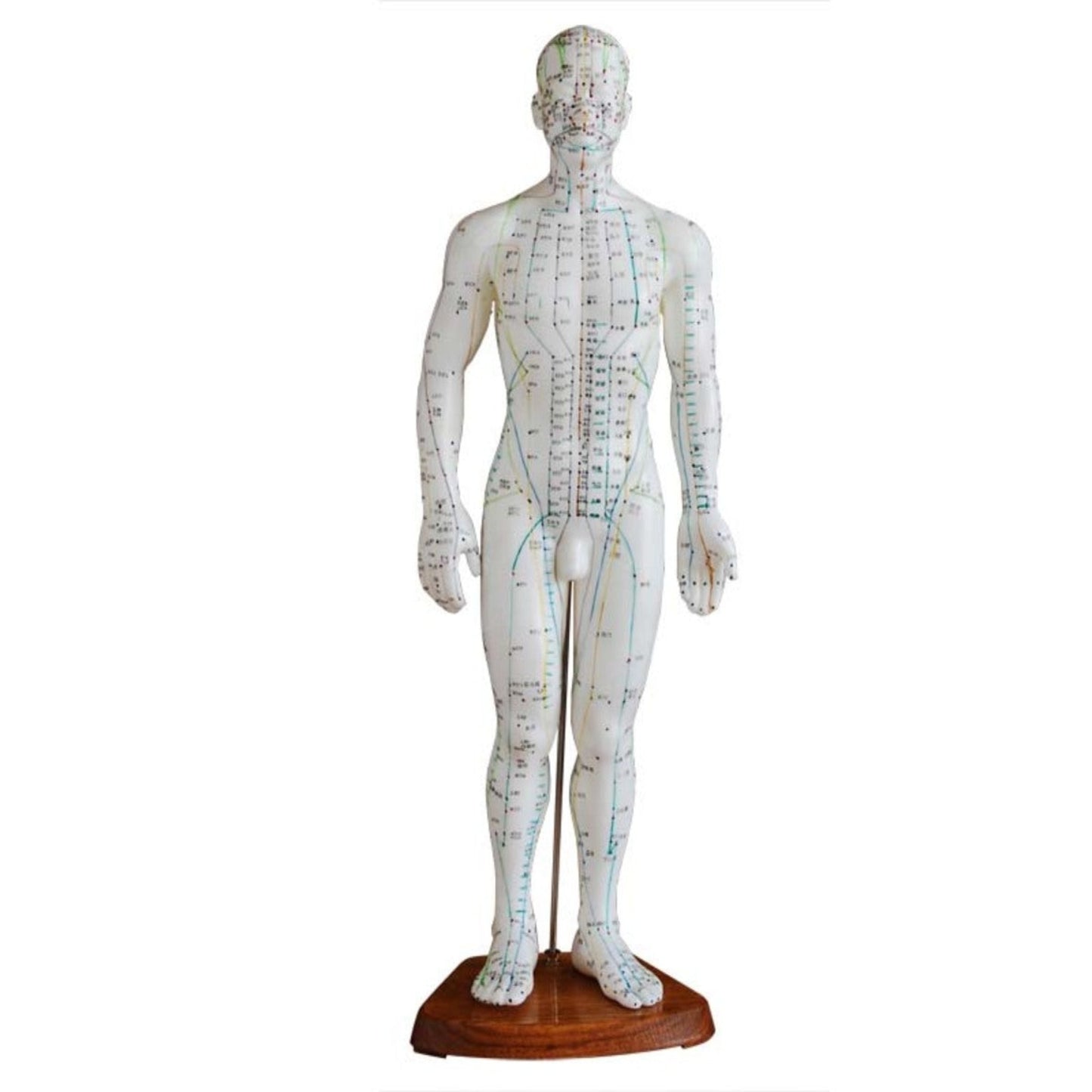 Modèle de méridiens d'acupuncture du corps masculin de 50 cm
