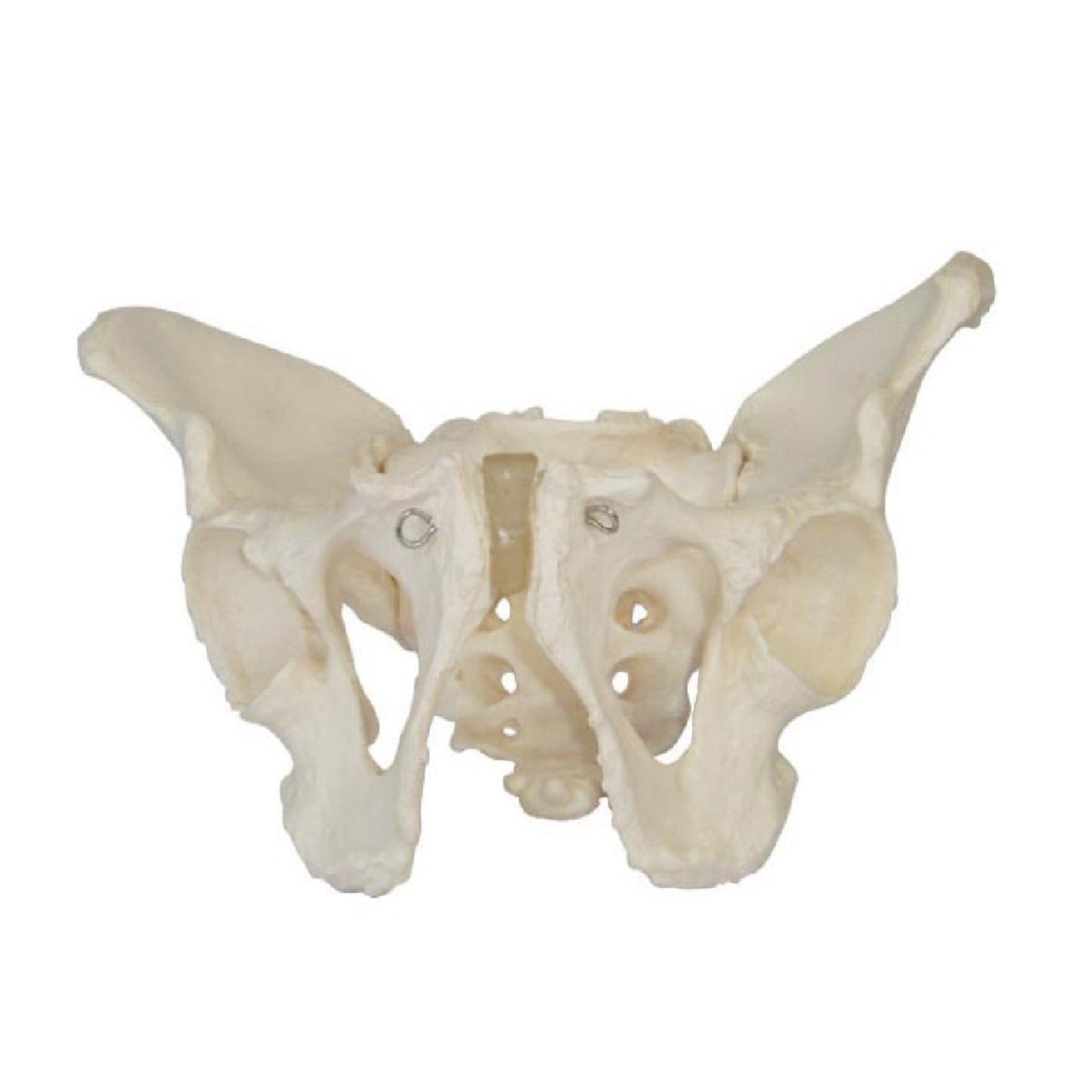Pelvis masculina adulta