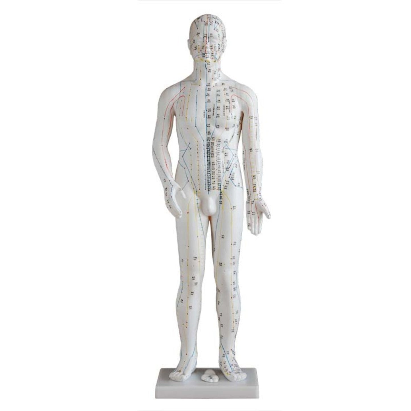 Modelo de punto de acupuntura de cuerpo humano masculino de 70 cm