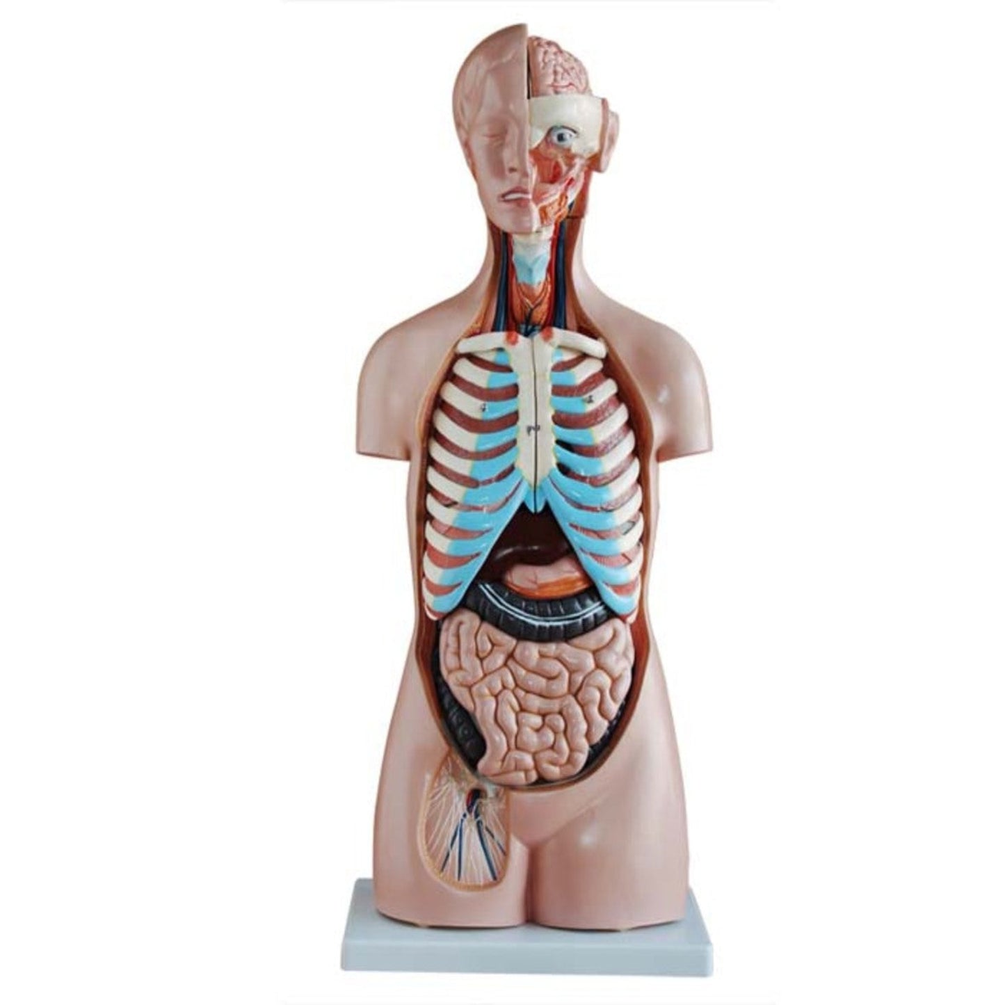 Torso sin sexo 85CM 20 partes