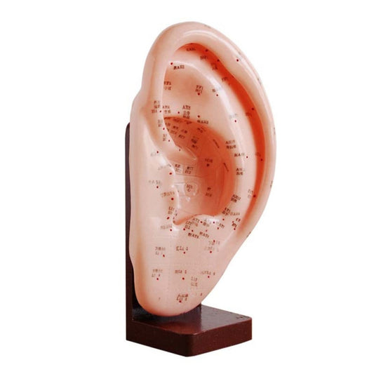 22CM Meridians Model Ear Acupuncture points Model