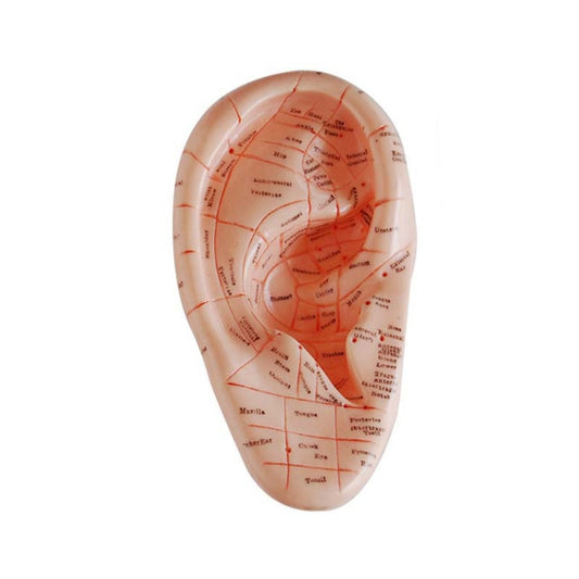 17CM Meridians Model Ear Acupuncture points Model