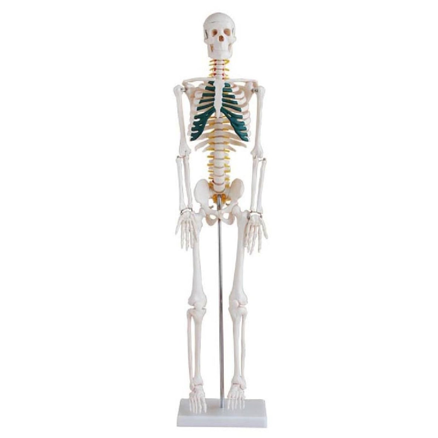 85cm Skeleton with Spinal Nerves