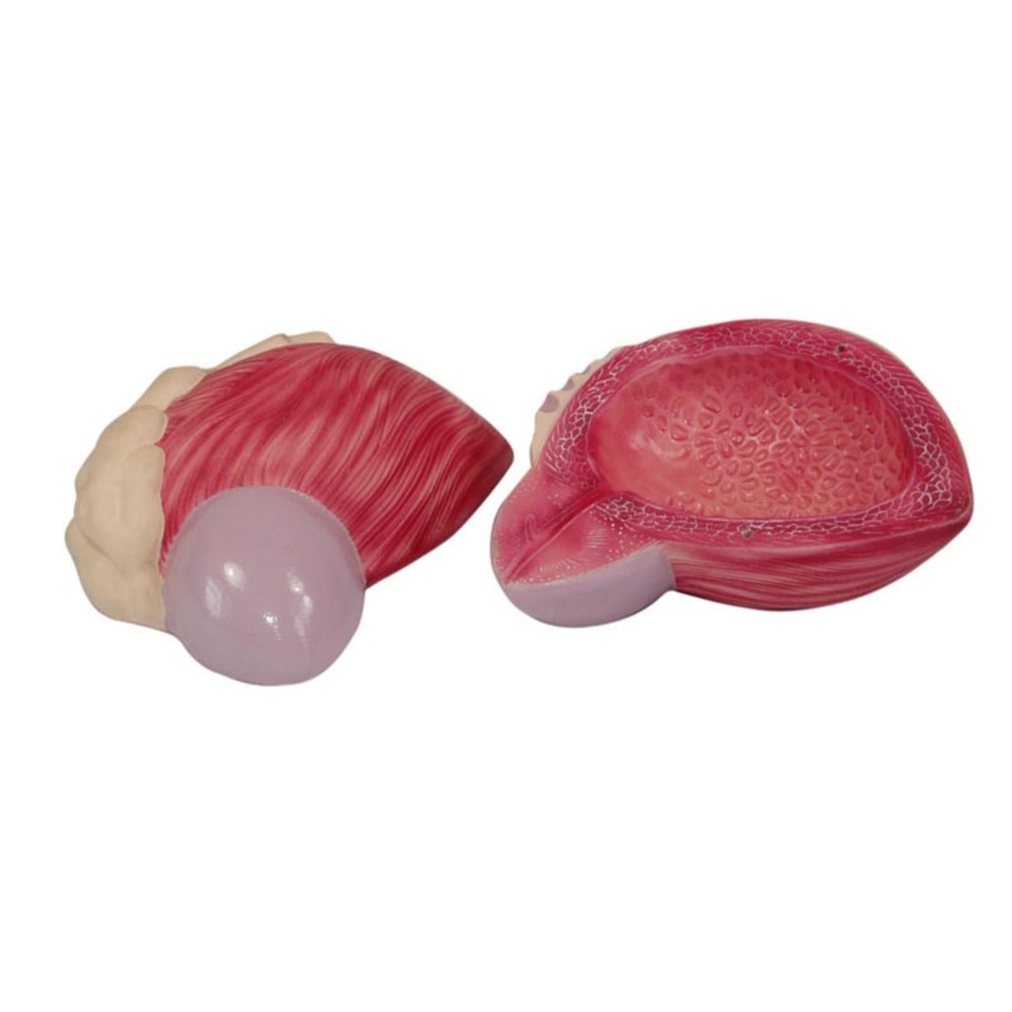 Modelo de expansión de vejiga urinaria