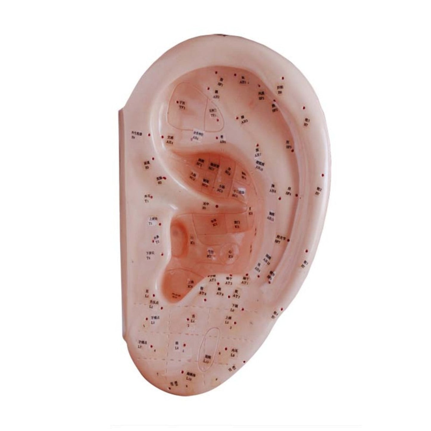 Modelo de meridianos de 40 CM modelo de puntos de acupuntura de oreja
