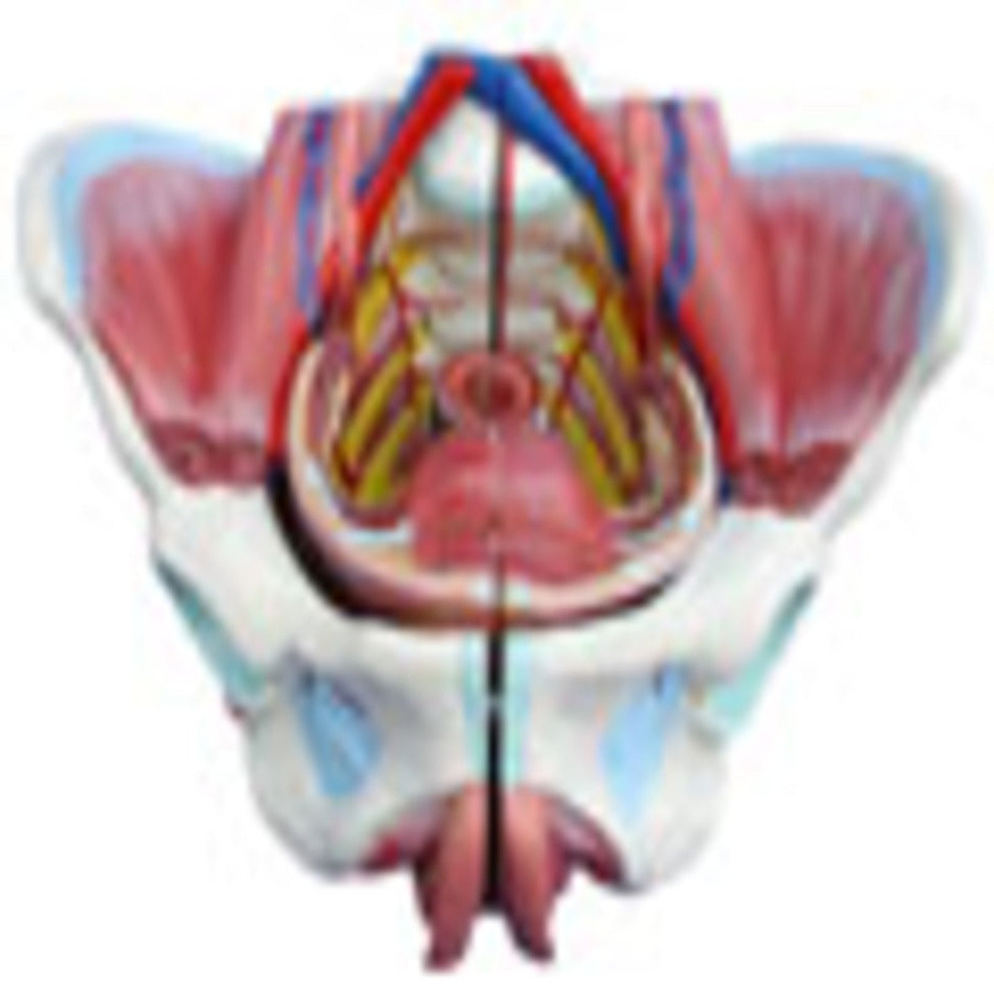 modelo de pelvis femenina