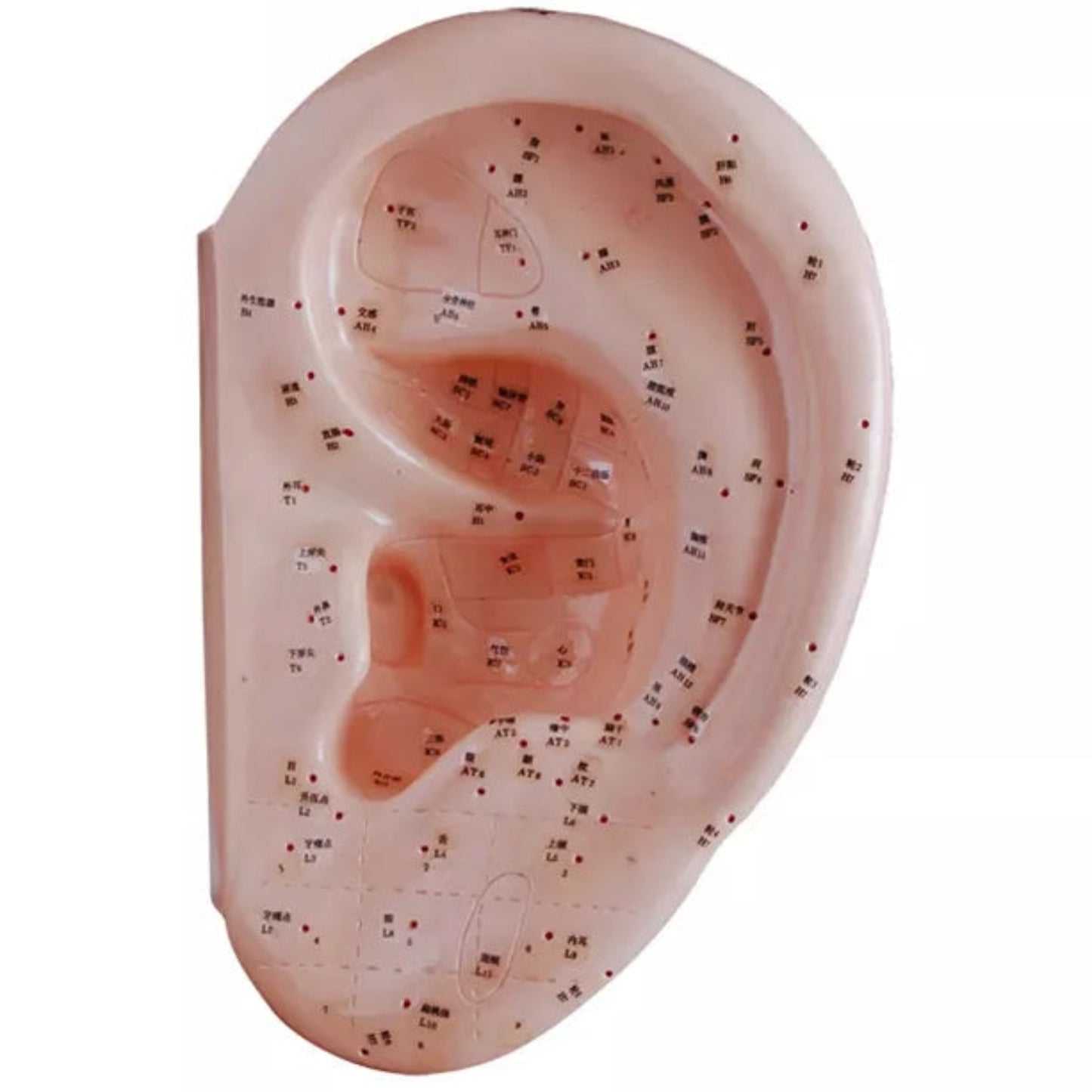 Modelo de meridianos de 7CM modelo de puntos de acupuntura de oreja