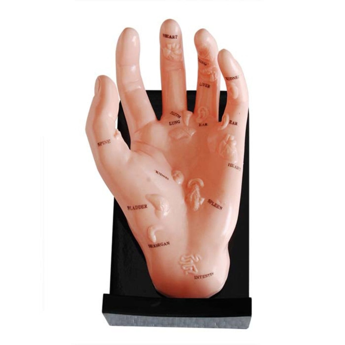 Modelo de puntos de acupuntura de mano de 20 cm