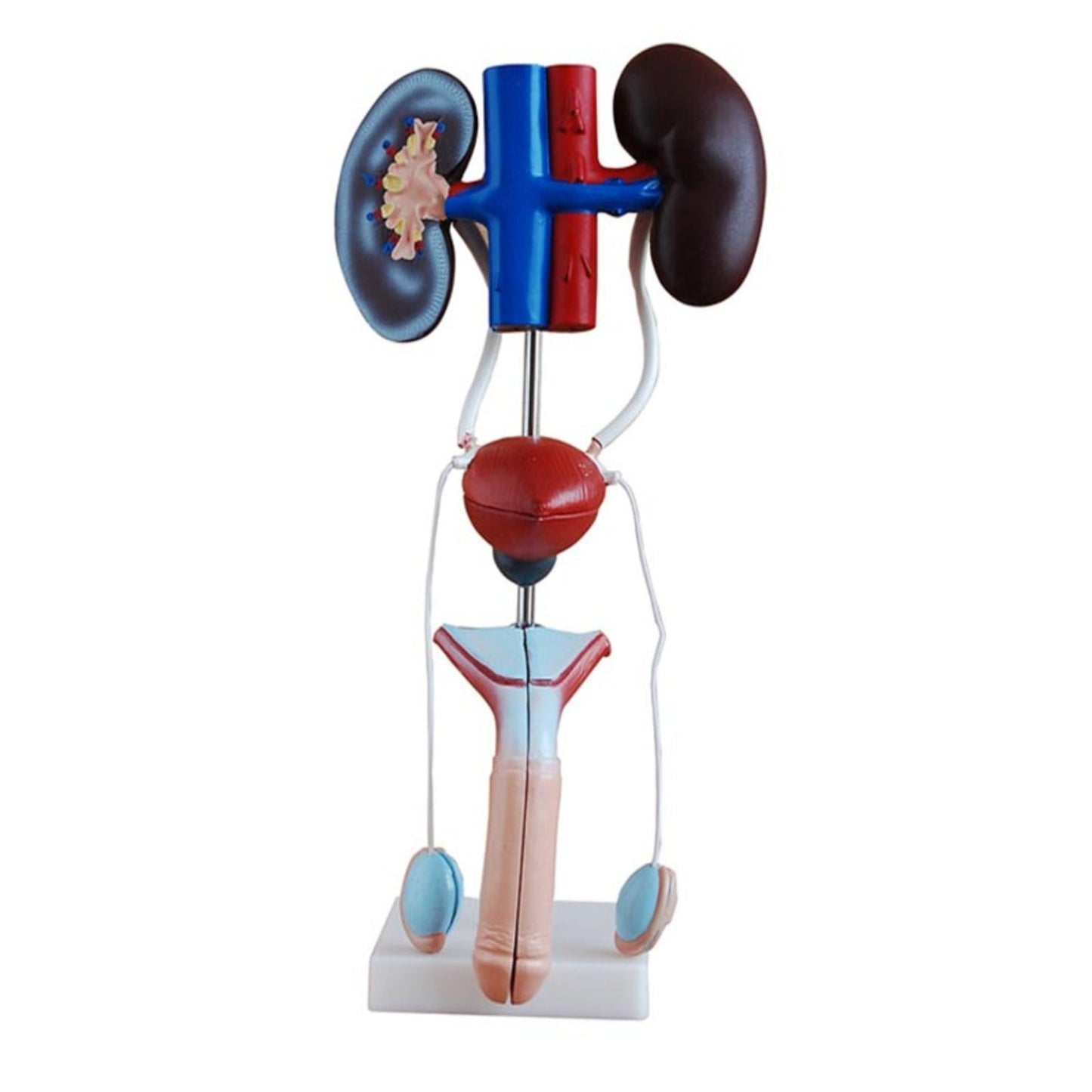 Sistema urogenital masculino