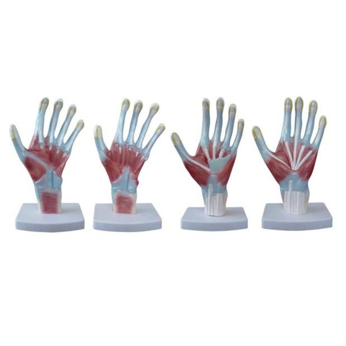 Anatomie de la paume