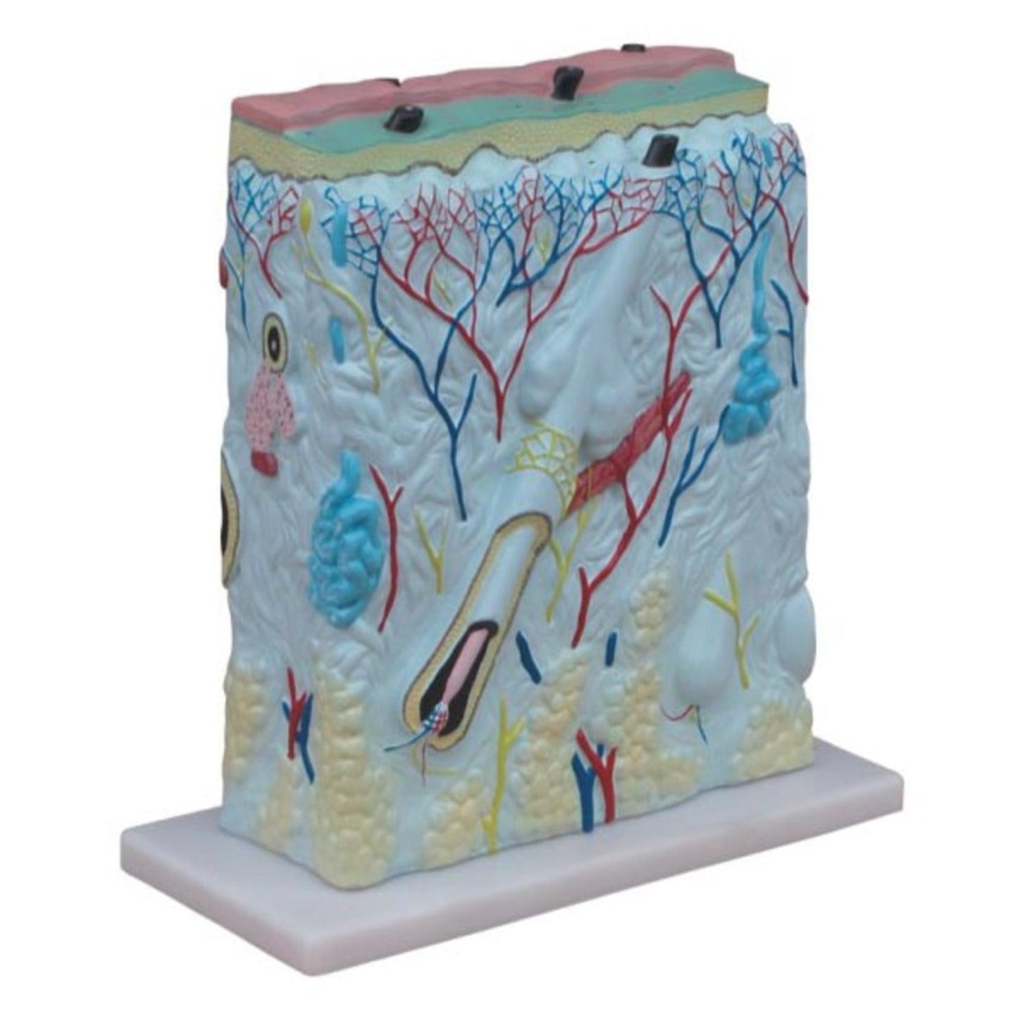 modelo de piel agrandada