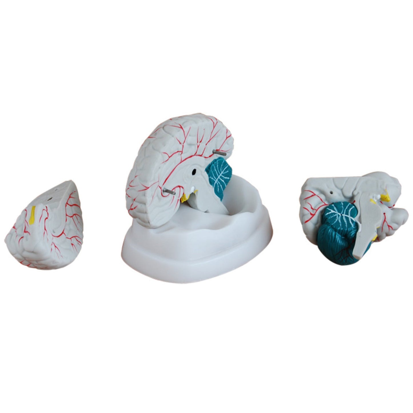 Modelo de cerebro de nuevo estilo