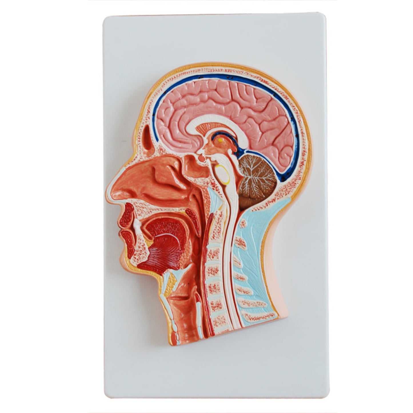 Section médiane de la tête