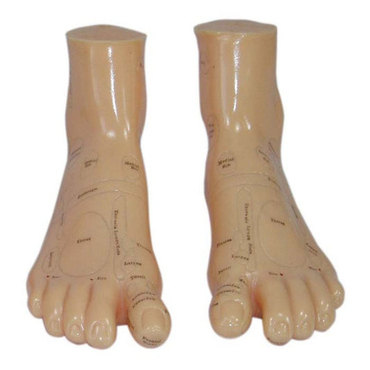 17CM acupuncture Model Foot Reflexology Zone Model