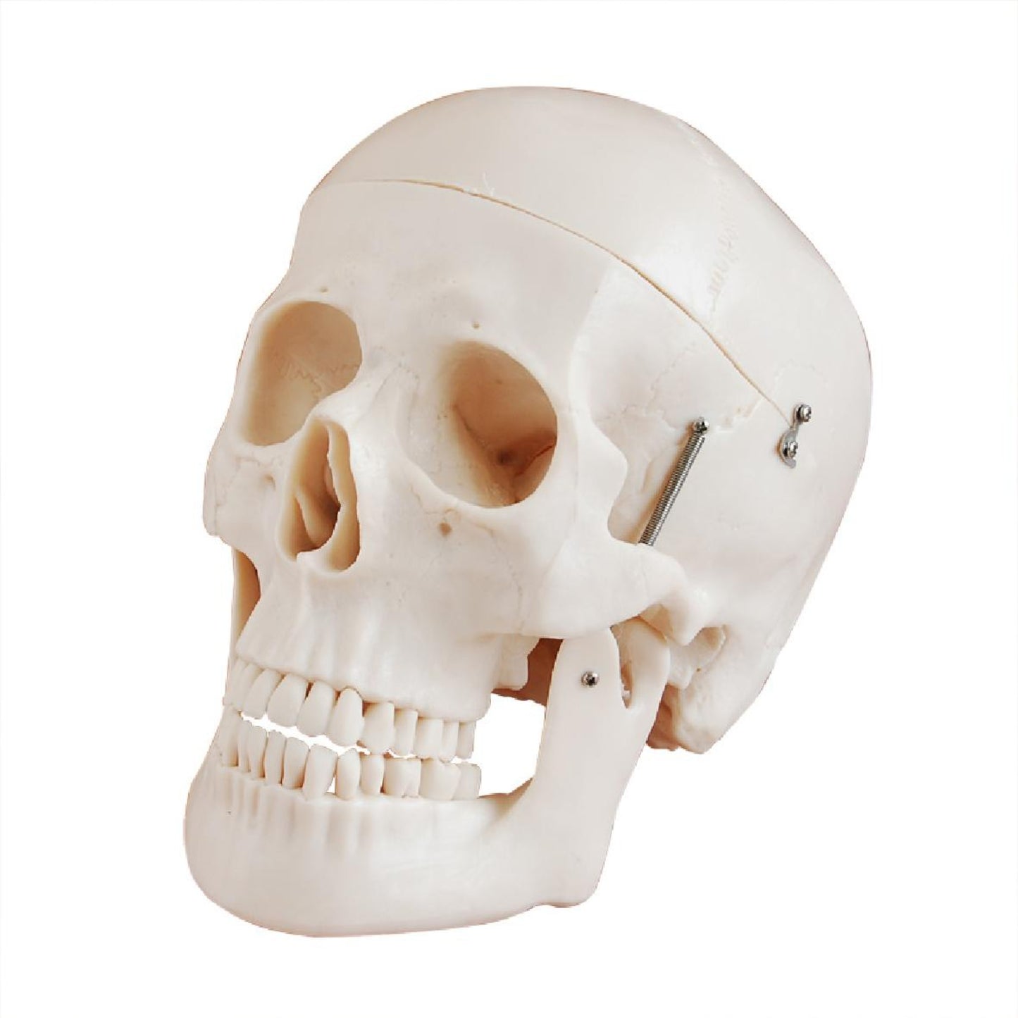 Calavera Deluxe de tamaño natural estilo D