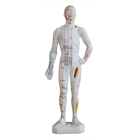 26CM Male Human Body Acupuncture Point Model