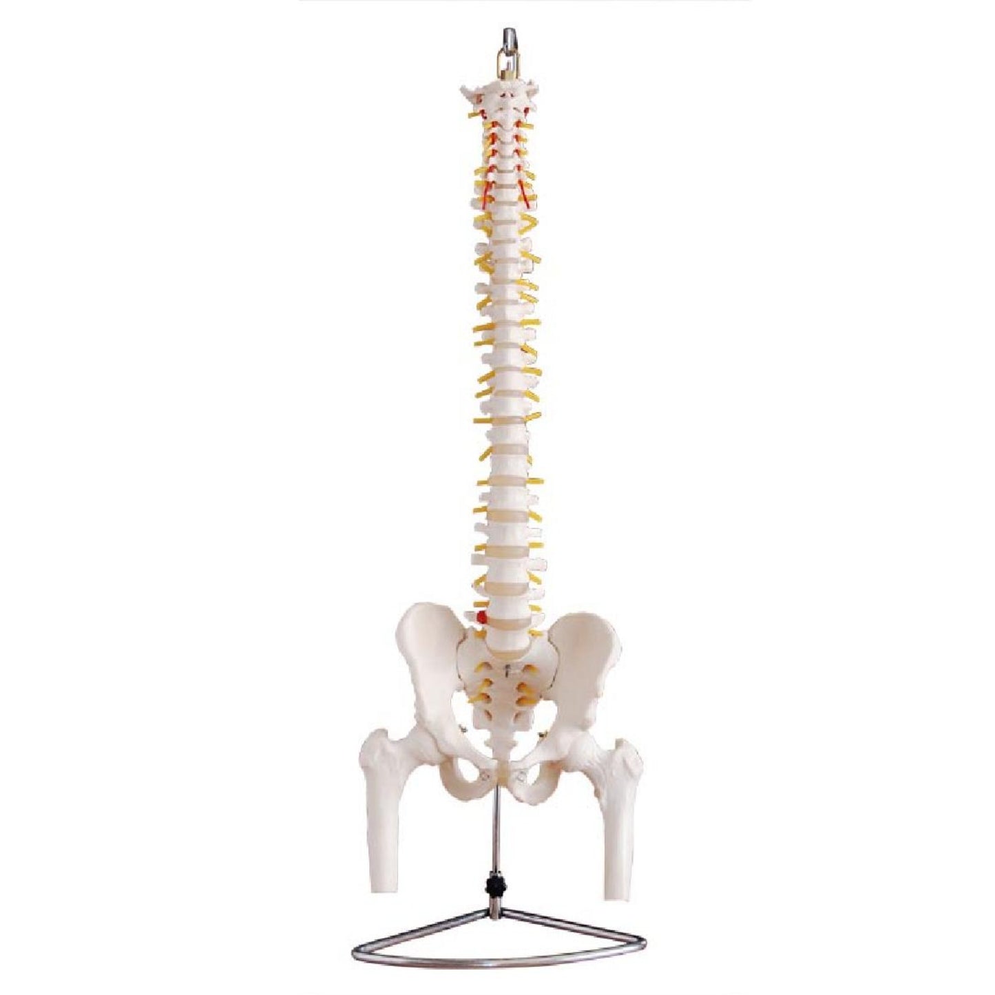 Columna vertebral con cabezas de pelvis y fémur 