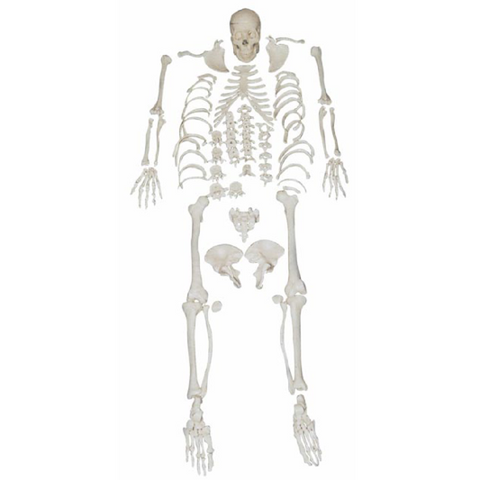 Disarticulated Skeleton with Skull