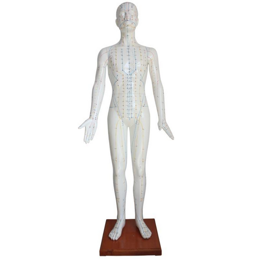 Modèle d'acupuncture 178CM 