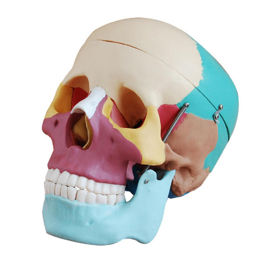 Colored Life-Size Bones Human Skull Model