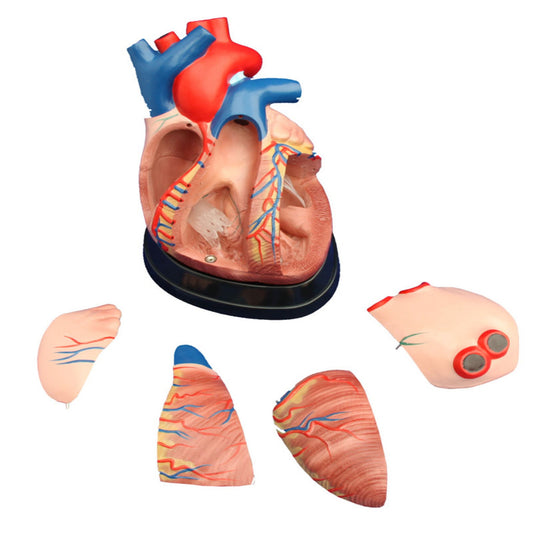 Middle Heart Model