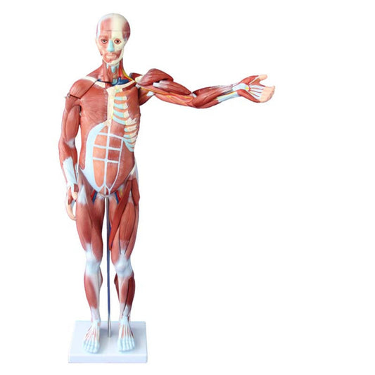 80CM HUMAN MUSCLE MODEL MALE (27 PARTS)