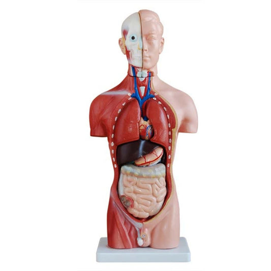 42CM Male Torso 13 Parts