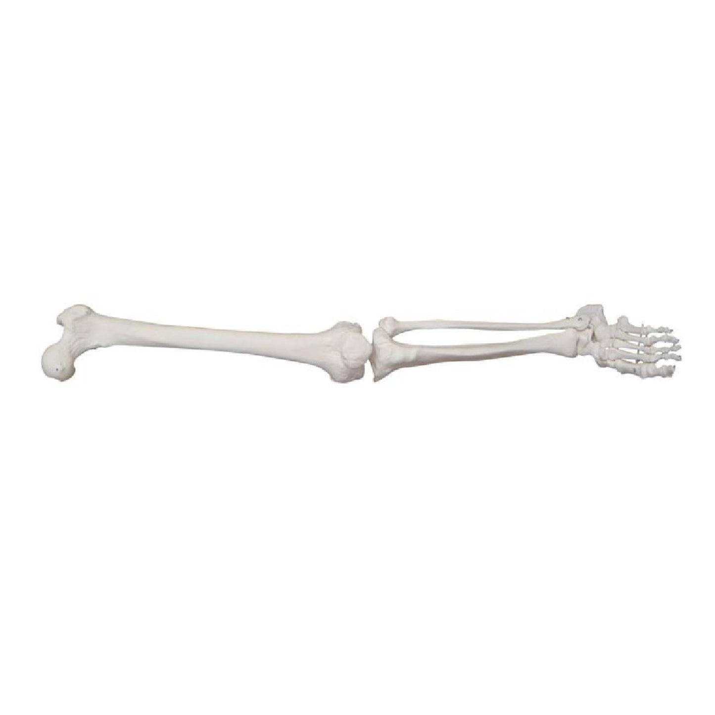 Life-Size Lower Extremity