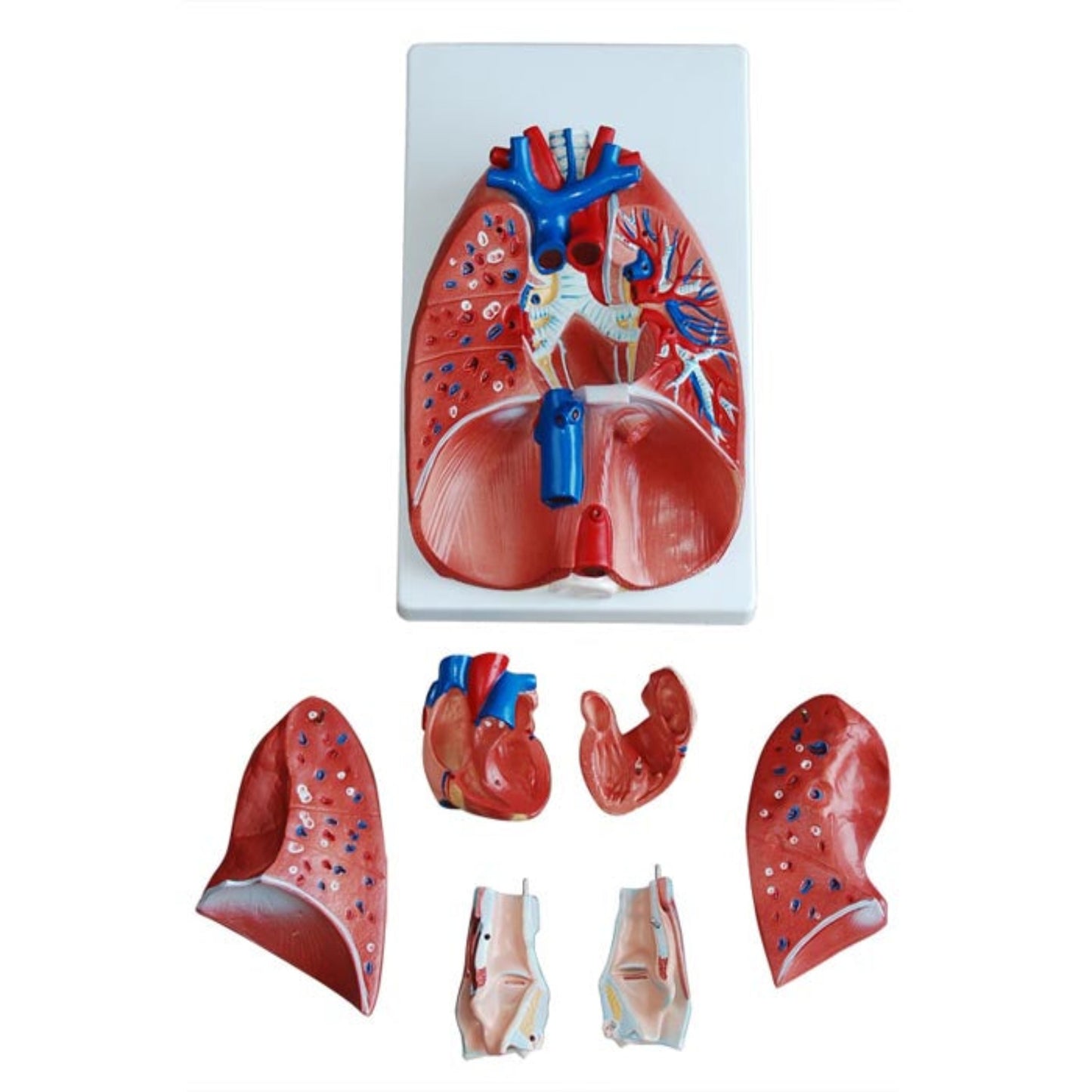 Larynx, Heart and Lung Model