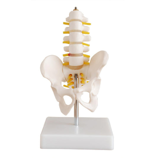 Half-Size Pelvis with 5pcs Lumbar Vertebrae