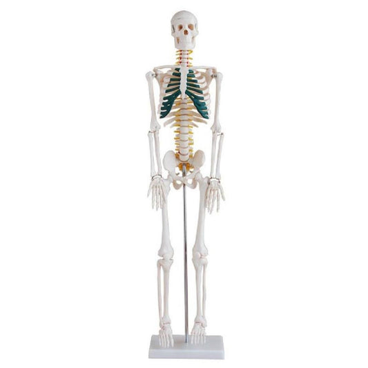 85cm Skeleton with Spinal Nerves