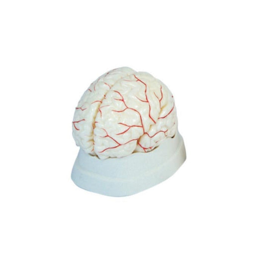 Brain with Arteries