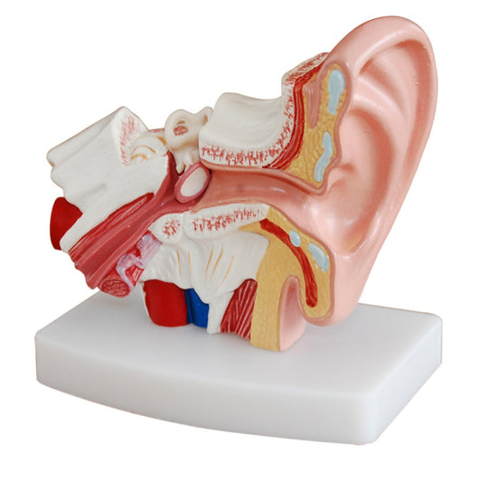 Desktop Ear Model