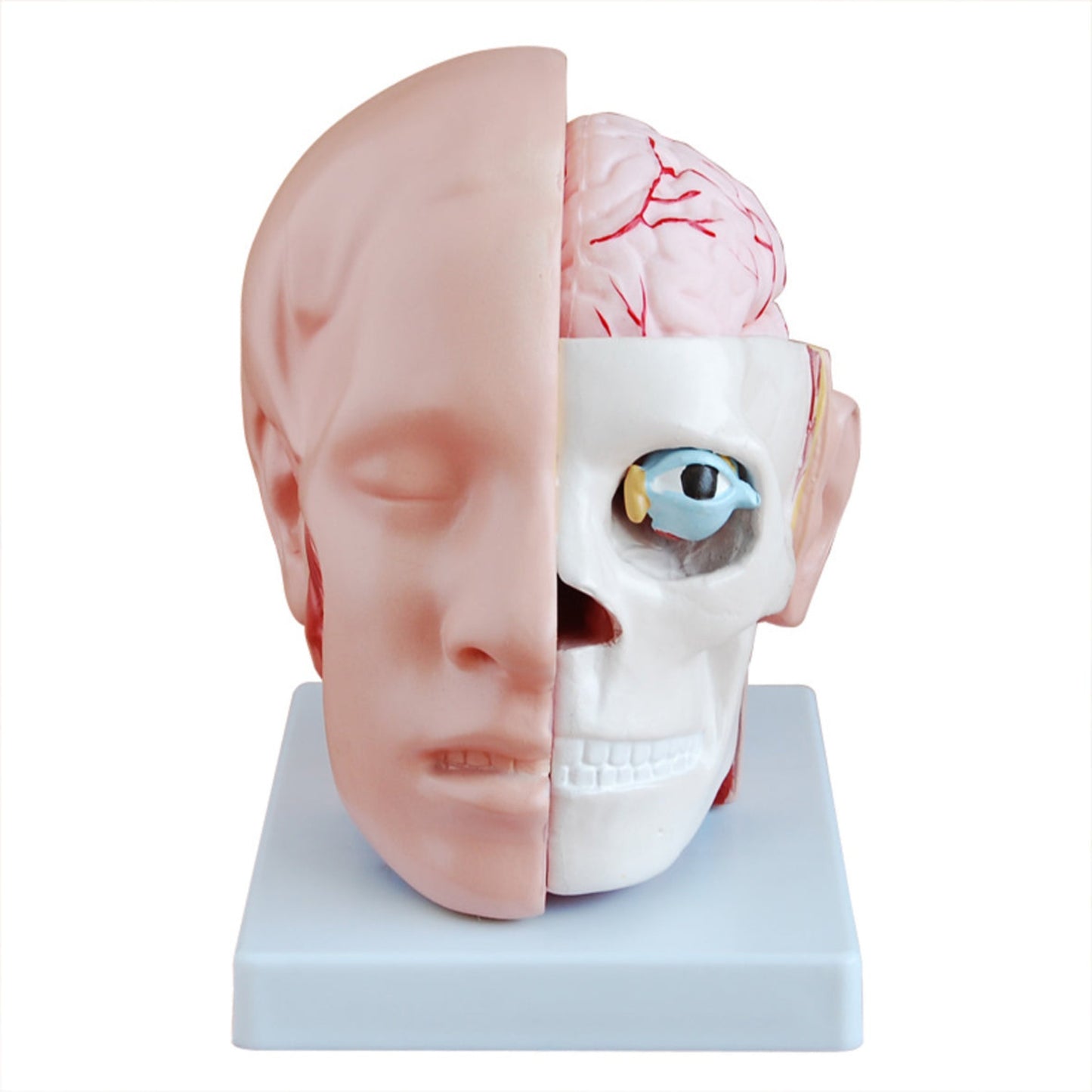 Head with Brain