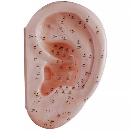 Modèle de méridiens 7CM Modèle de points d'acupuncture auriculaire 