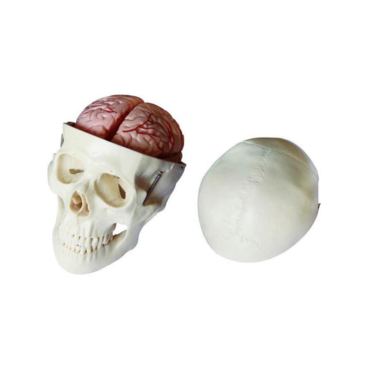 Modelo de calavera con cerebro de 8 partes 