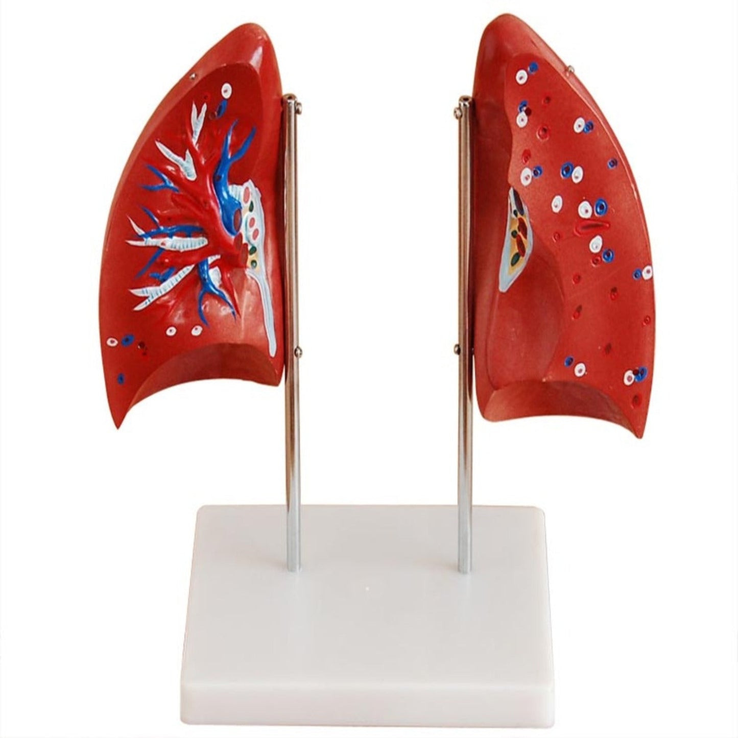 Lung Model