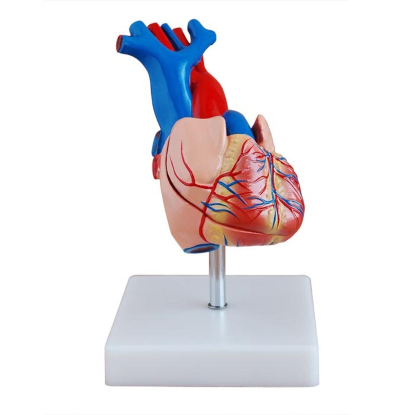 Life-Size Heart Model