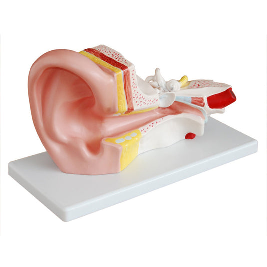 Middle Ear Model