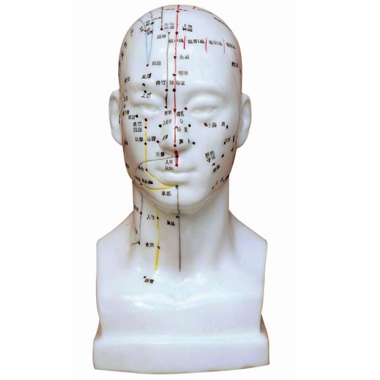 21CM Human Head Acupuncture Points Model