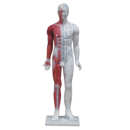 Modèle de point d'acupuncture du corps humain masculin de 84 cm 