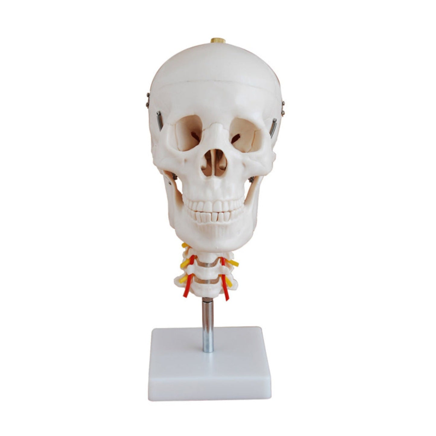 Cráneo con columna cervical