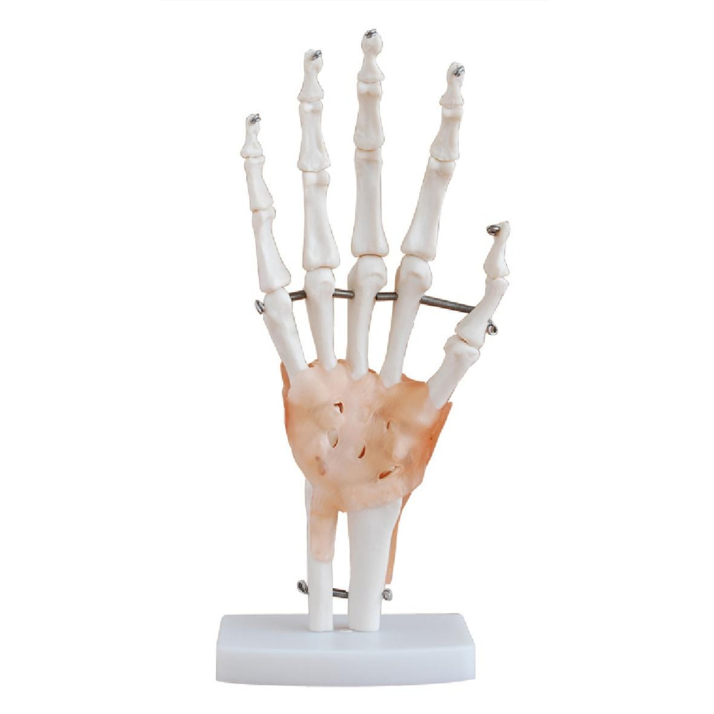 Life-Size Hand Joint with Ligaments