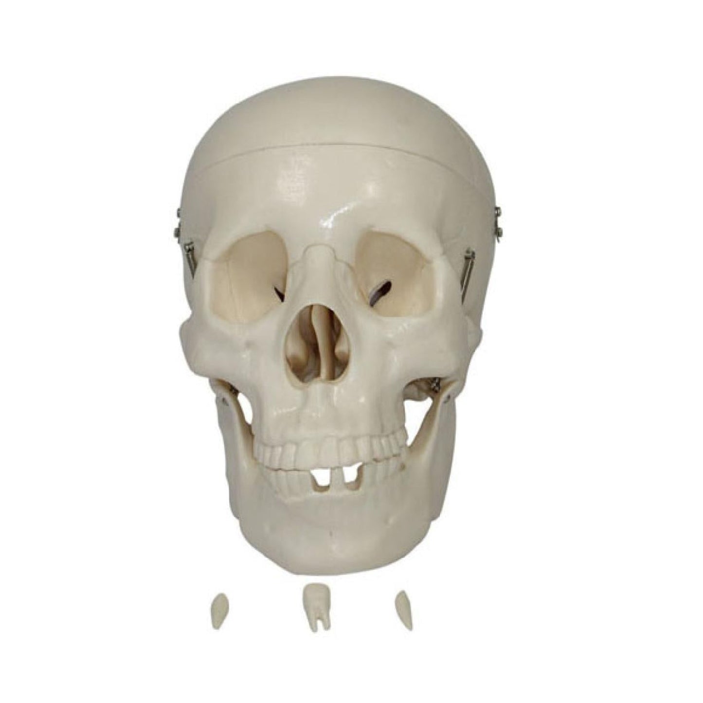 Life-size human skull model dissected into 3 parts