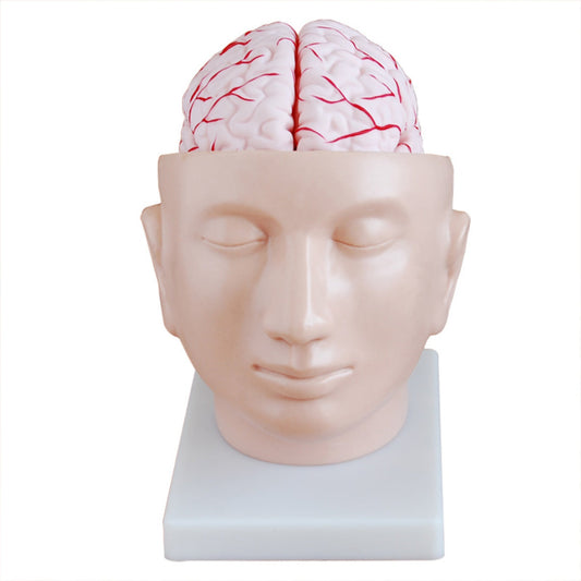 Brain with Arteries on Head