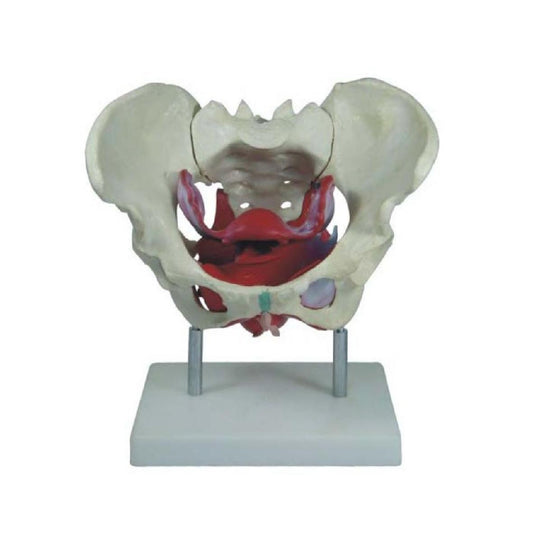 Female Pelvic Muscles and Organs
