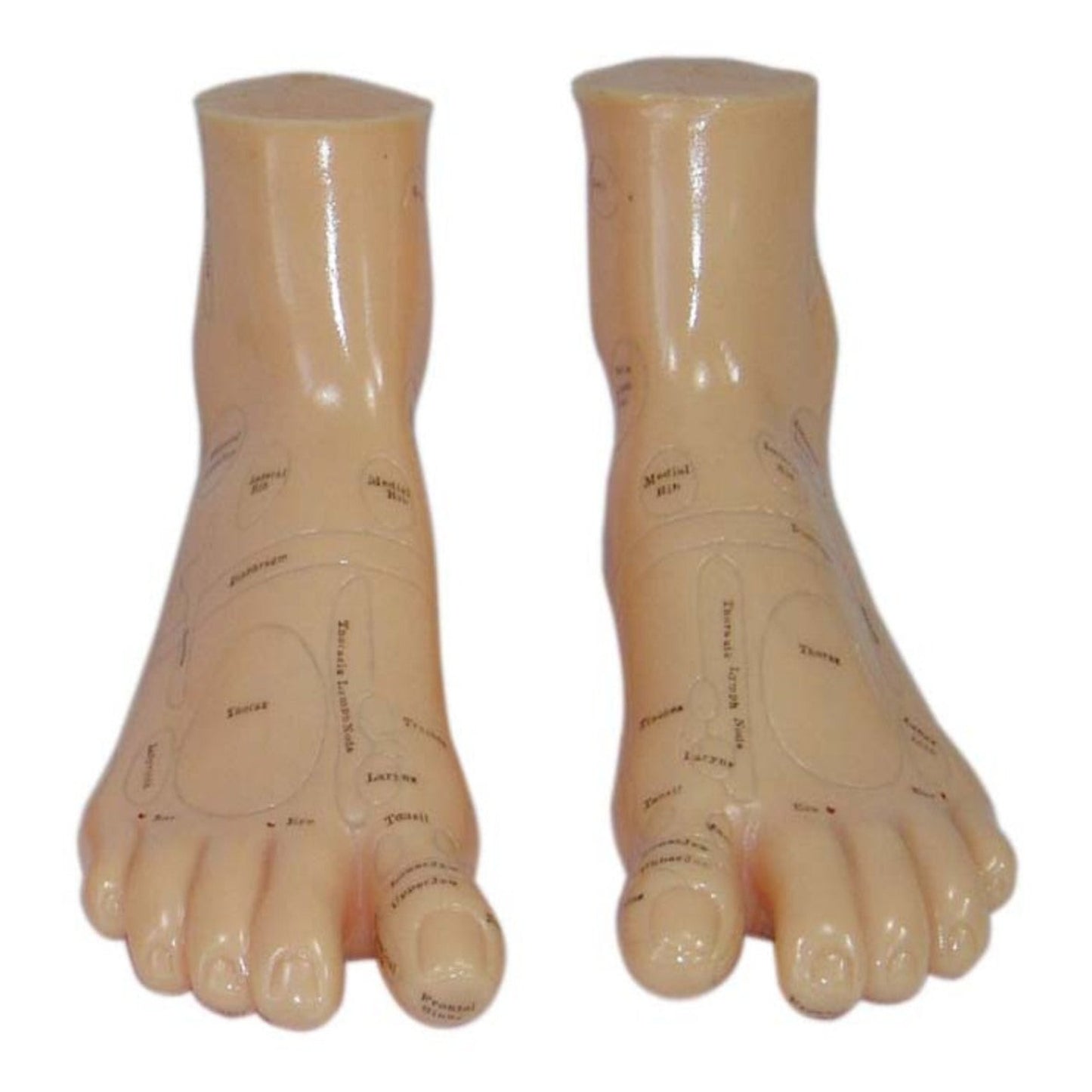 Modèle d'acupuncture 17CM Modèle de zone de réflexologie plantaire 