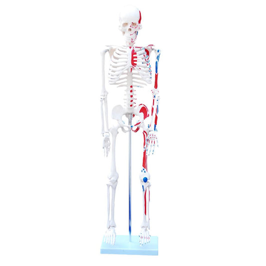 Squelette de 85 cm avec muscles peints